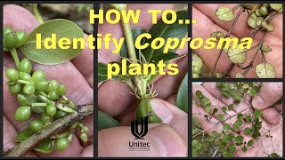 HOW TO identify Coprosma plants [upl. by Ollehcram]