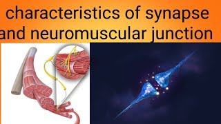 function of neuromuscular junctionphysiology lecture 4 [upl. by Hevak165]