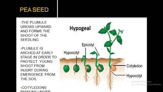 EPIGEAL AND HYPOGEAL GERMINATION [upl. by Aicilram]