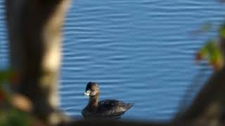 Piedbilled Grebe widescreen [upl. by Inalel]