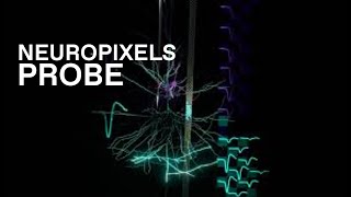 Neuropixels Probe Recording Activity in Neurons [upl. by Stoat782]