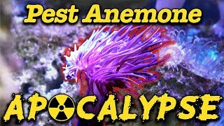 Pest Anemone Apocalypse  Gallery Aquatica TV [upl. by Idoj]