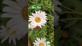 Natural beautiful Leucanthemum × superbum lovelyflowers flowers homegarden [upl. by Quinlan]