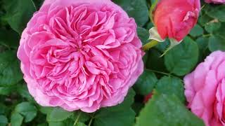 David Austin rose Princess Alexandra of Kent [upl. by Unam]