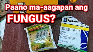 How to apply Fungicide  Fungicide and Insecticides Application  Grapes Fungicide [upl. by Ciro]