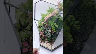 Growing plants from cuttings in closed terrariums [upl. by Stanislaus]