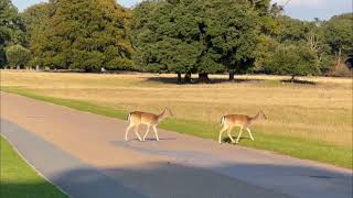 Deers on The Road [upl. by Horgan520]