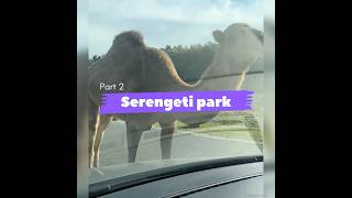 Serengeti Safari Park part2 safaripark shorts triangleviews [upl. by Droffilc]