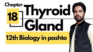 Thyroid gland anatomy and hormones  12th class biology in pashto [upl. by Llert]