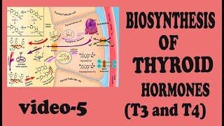 Biosynthesis of THYROID hormones video5 [upl. by Anwadal]