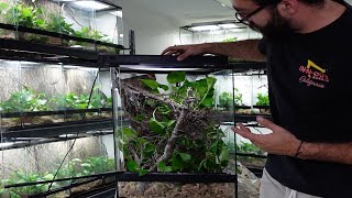 Anole Enclosure How to Build Simple and Easy for Breeding or Pet [upl. by Ymerrej182]