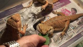 Dragon Barbudo Sandfire en Colombia Pogona vitticeps los reproductores [upl. by Aimahc26]