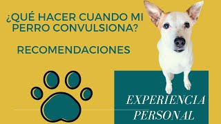 ¿Qué hacer cuando mi perro CONVULSIONA  EPILEPSIA CANINA [upl. by Bevash276]