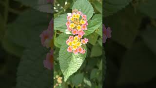 Lantana camara lantanacamara nature shortvideo reels flowers shorts garden [upl. by Aidaas]