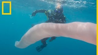 Un pirosoma sorprende a dos submarinistas en Nueva Zelanda National Geographic en Español [upl. by Esilrahc930]