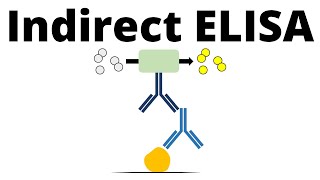 Indirect ELISA in 1 minute [upl. by Gavan]