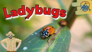 Amazing Ladybug Facts For Kids  Kids Nature Show [upl. by Ijan]