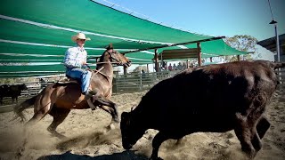 Condamine Bell Campdraft 2020 [upl. by Aenal]