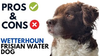 Wetterhoun Dog Pros and Cons  Frisian Water Dog Advantages and Disadvantages [upl. by Arais]