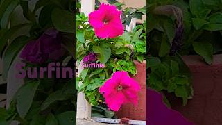 Surfinia Flower Plantbeautifulnatureplantsflowersshortsviraltrendingyoutubeshorts [upl. by Nanor192]