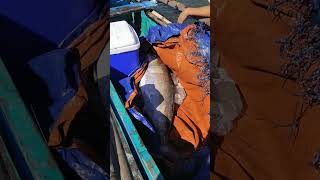 Grabe😱 Ngayon lang ako nakakita ng Ganito kalaking Isda na Giliw Giliw fishing viralvideo [upl. by Lossa]