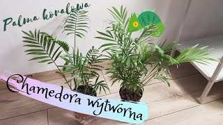 Chamedora wytworna  Palma koralowa [upl. by Lauritz]