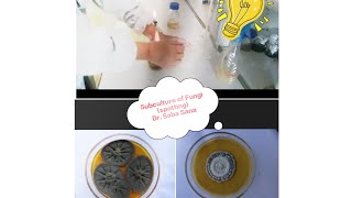 Subculture of Fungi  Practical Demonstrationmicrobiologymycology subculturing [upl. by Nwahshar]