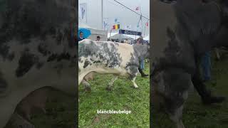 Série de vaches  Foire Agricole de Libramont blancbleubelge [upl. by Epolulot255]