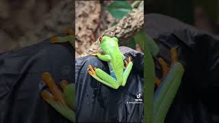 Red eyed tree frogs agalychnis callydrias [upl. by Rothschild338]