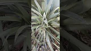 The pineapple plant Ananas comosus  අන්නාසි පැලය 🍍 [upl. by Khosrow]