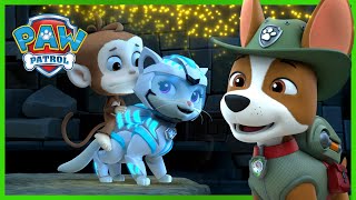 PAW Patrol Jungle Rescues with the Cat Pack and more  PAW Patrol  Cartoons for Kids Compilation [upl. by Mcconaghy]