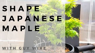 Shaping Japanese Maple with Guy Wire [upl. by Pacificia309]