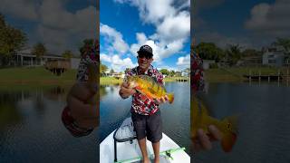 neighborhood Canal Fishing🔥beavertailskiffs urbanfloridafishing floridasportfishing fishing [upl. by Hgieloj]