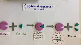 Biologie  Enzymreaktion und Hemmungen [upl. by Jelks]
