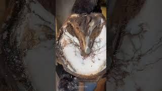 Hoof trimming  asmr satisfying animalcare [upl. by Haisoj]