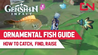 Ornamental Fish Guide  How to Catch Find amp Raise PET FISH  Genshin Impact [upl. by Nylkcaj]