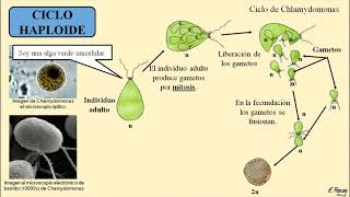 Ciclo Biológico Diploide haploide y diplohaploide [upl. by Sayed]