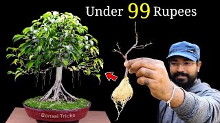 How to make a Bonsai Tree at home  Ficus Bonsai  बोन्साई कैसे बनाएं  Bonsai for beginners [upl. by Anurag]