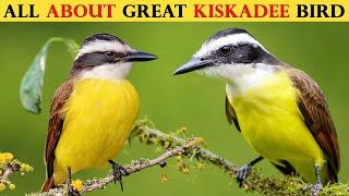 Great Kiskadee  The Striking Appearance of Great Kiskadees [upl. by Durnan473]