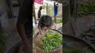 Cleaning morning glory goodagriculturalpractices agriculture advancedagriculture farming [upl. by Euridice]