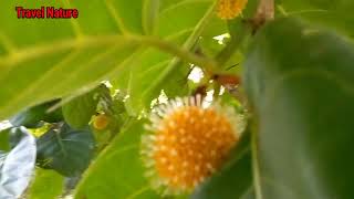 Bak Mee Tree  Nauclea orientalis  Yellow Cheesewood  බක් මී [upl. by Maurine]