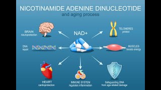 Why You Need NAD Supplements for Health [upl. by Ashien]