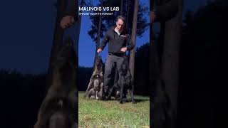 Training a K9 Watch This Incredible Malinois vs labrador 🐕❤️ cuteanimals k9 doglover fundogs [upl. by Retse]