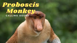 Proboscis Monkey Calling Sound [upl. by Siegfried]