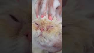 White persian cat Bath😻🛁✂️❤️ so cute [upl. by Navi701]