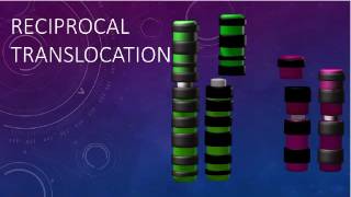 RECIPROCAL TRANSLOCATIONS AND SYNAPSIS [upl. by Geanine356]