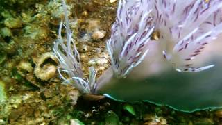 Giant dendronotid attacks tube anemone [upl. by Nnaacissej527]