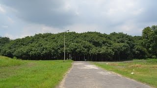 The Great Banyan  Widest tree in the world at Indian Botanic Garden Howrah KOlkata [upl. by Analem992]