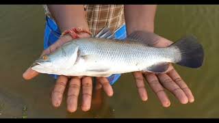 SEA BASS FARMING  GROWTH IN DEMAND 🐟  seabass fishfarming educationvideo [upl. by Ik]