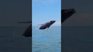 Unbelievable 🐋 Whale Watching in Costa Rica 🇨🇷 [upl. by Bert336]